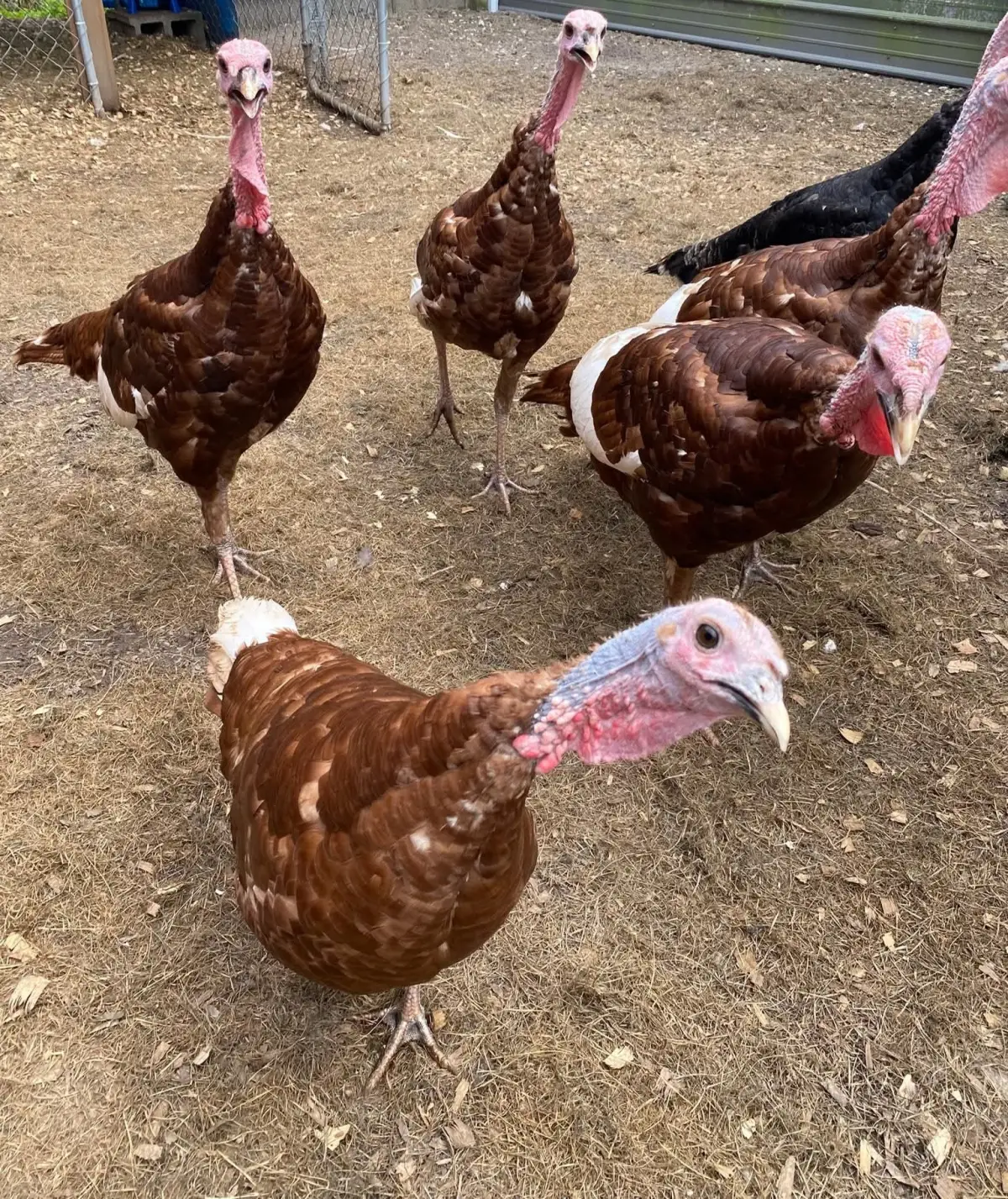 Bourbon Red turkey poults for sale - Image 2