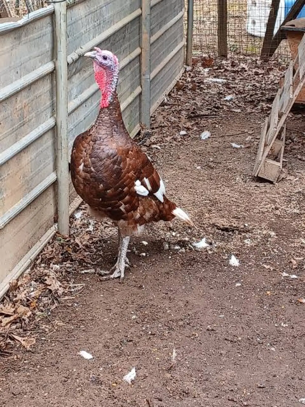 Bourbon Red turkey poults for sale - Image 3