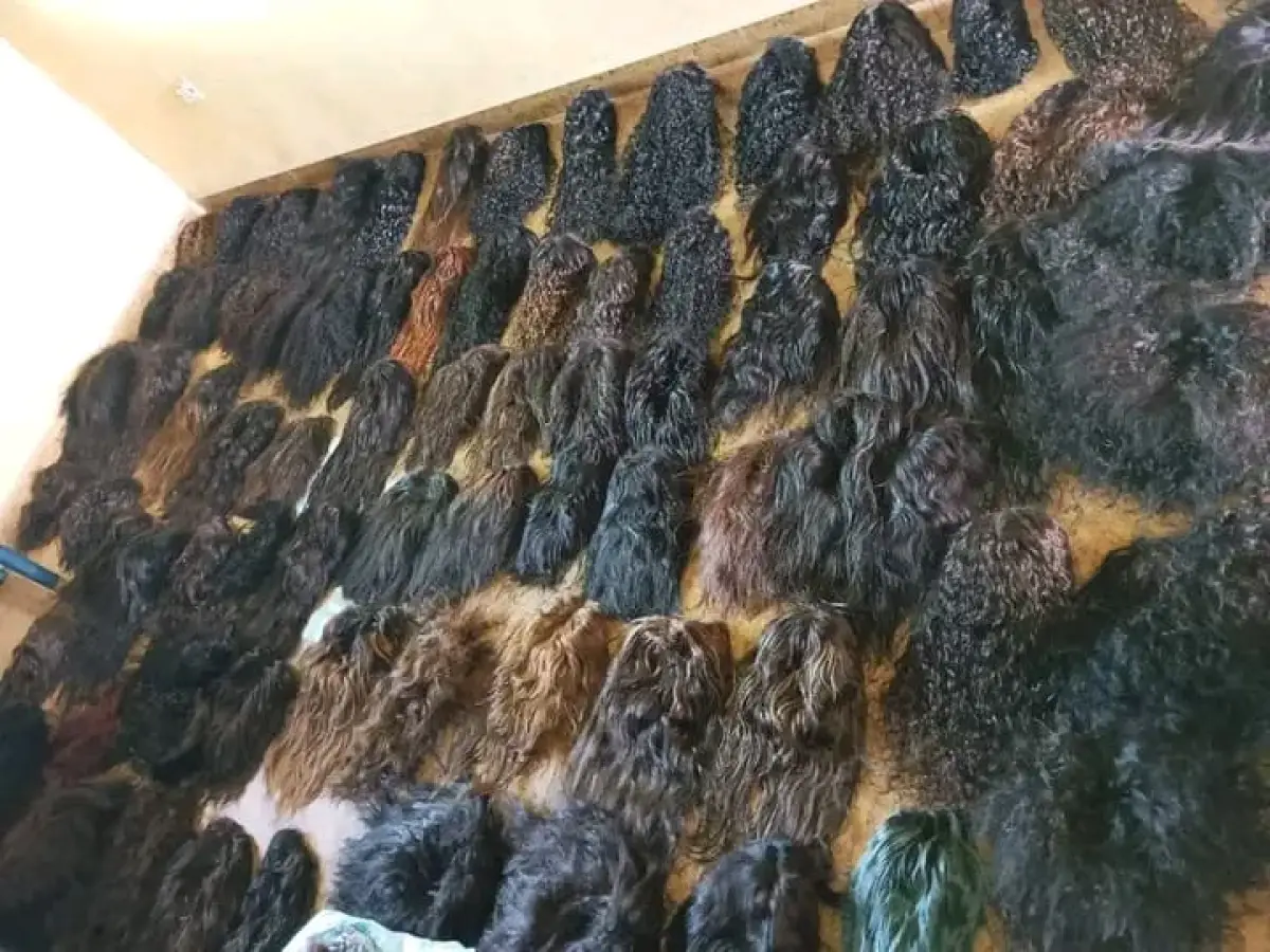 Bale Of Human Hairs - Image 12