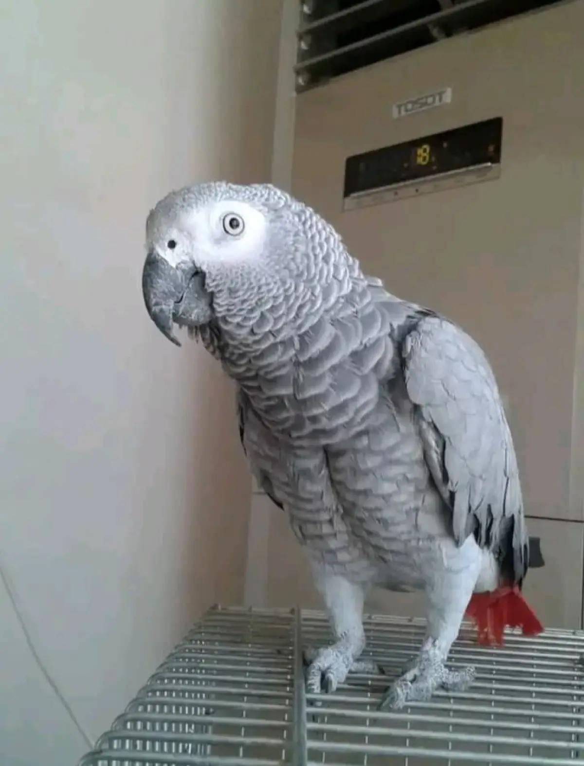 Talking African grey parrot for sale - Image 1