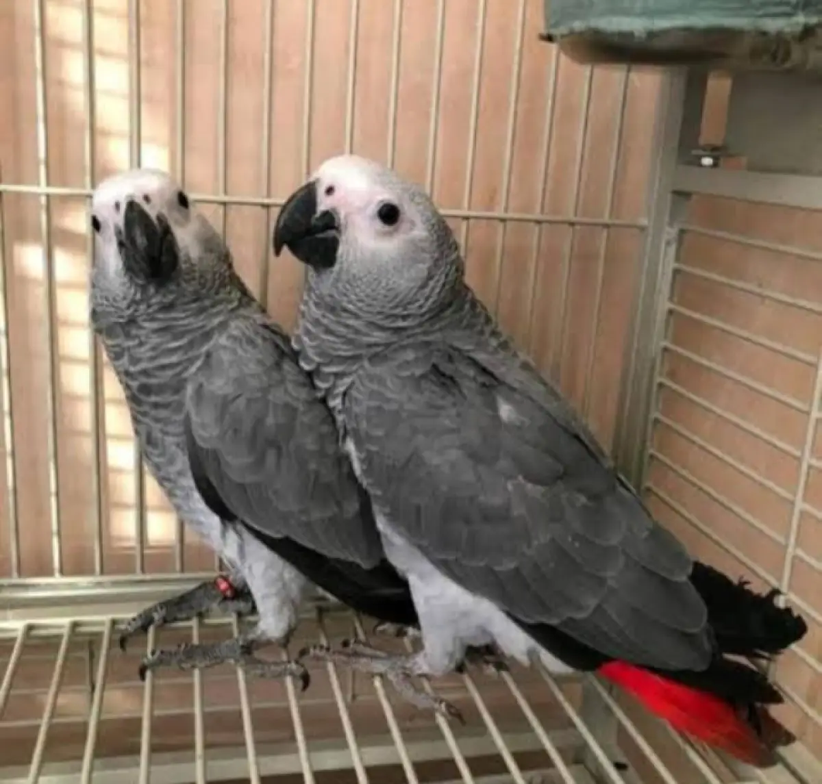 Talking African grey parrot for sale - Image 2