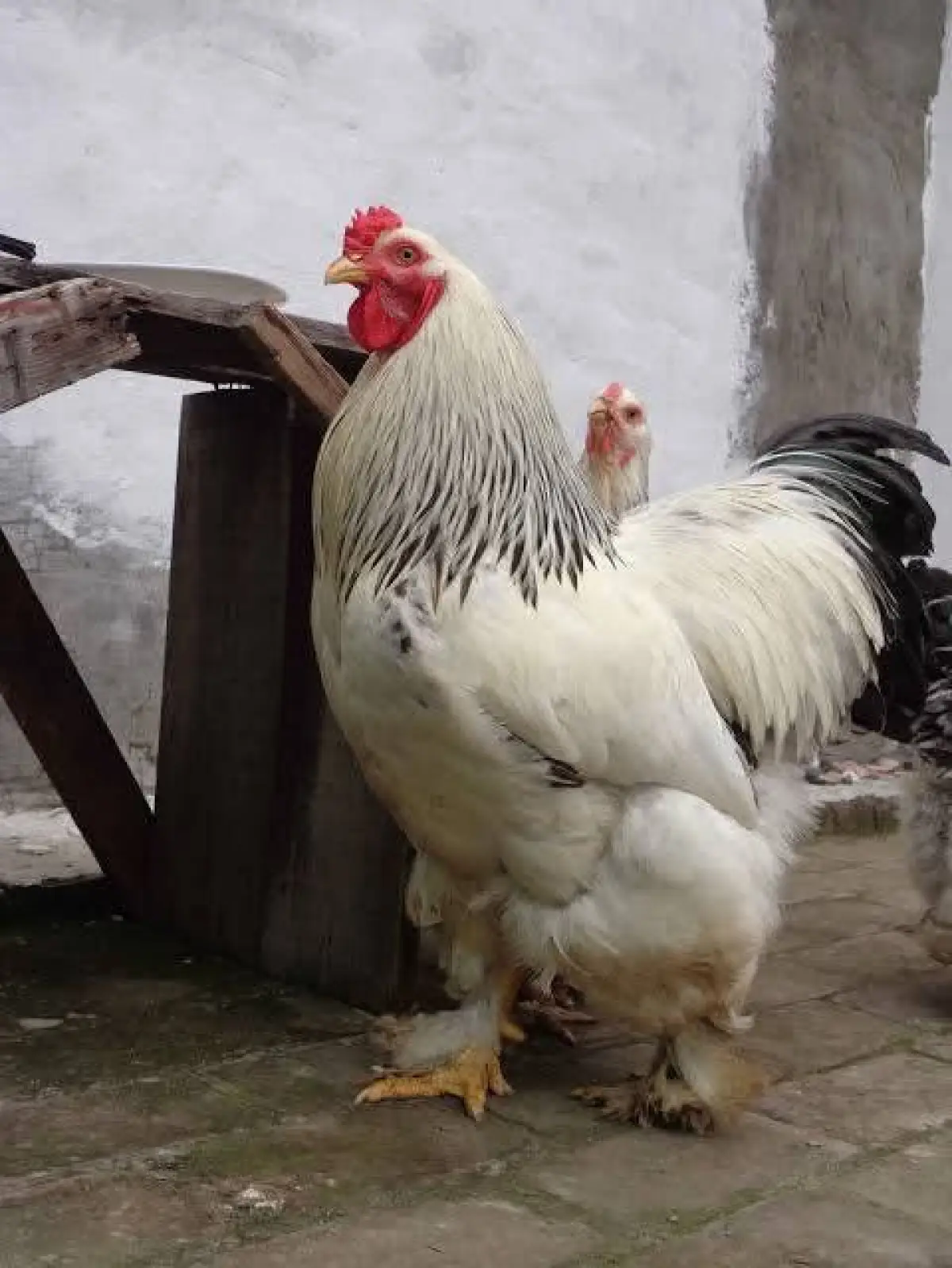 Pure breed hybrid Brahma chicken available - Image 1