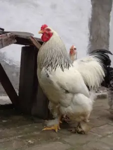 Pure breed hybrid Brahma chicken available