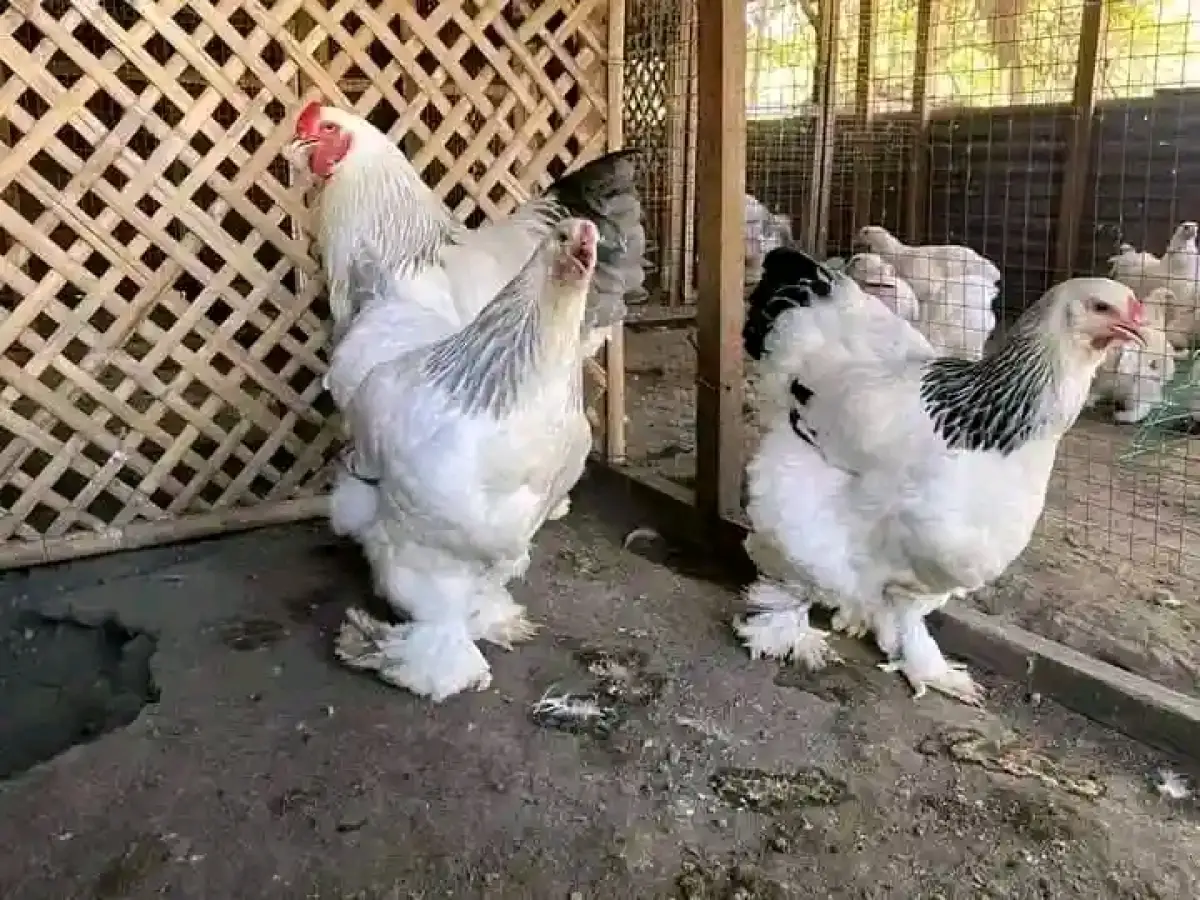 Pure breed hybrid Brahma chicken available - Image 2