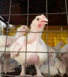 4weeks agritech broiler chicken available