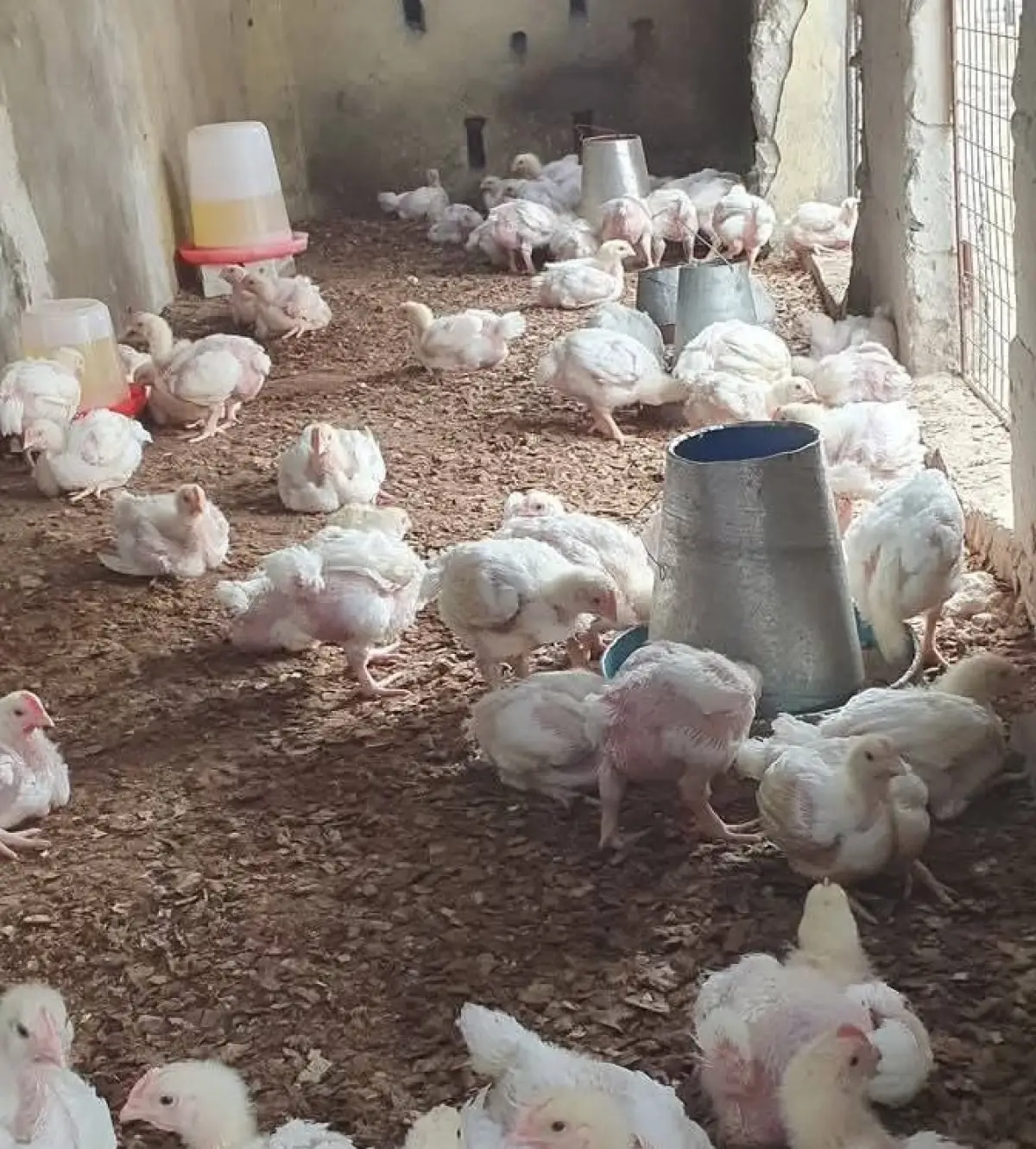 4weeks agritech broiler chicken available - Image 2