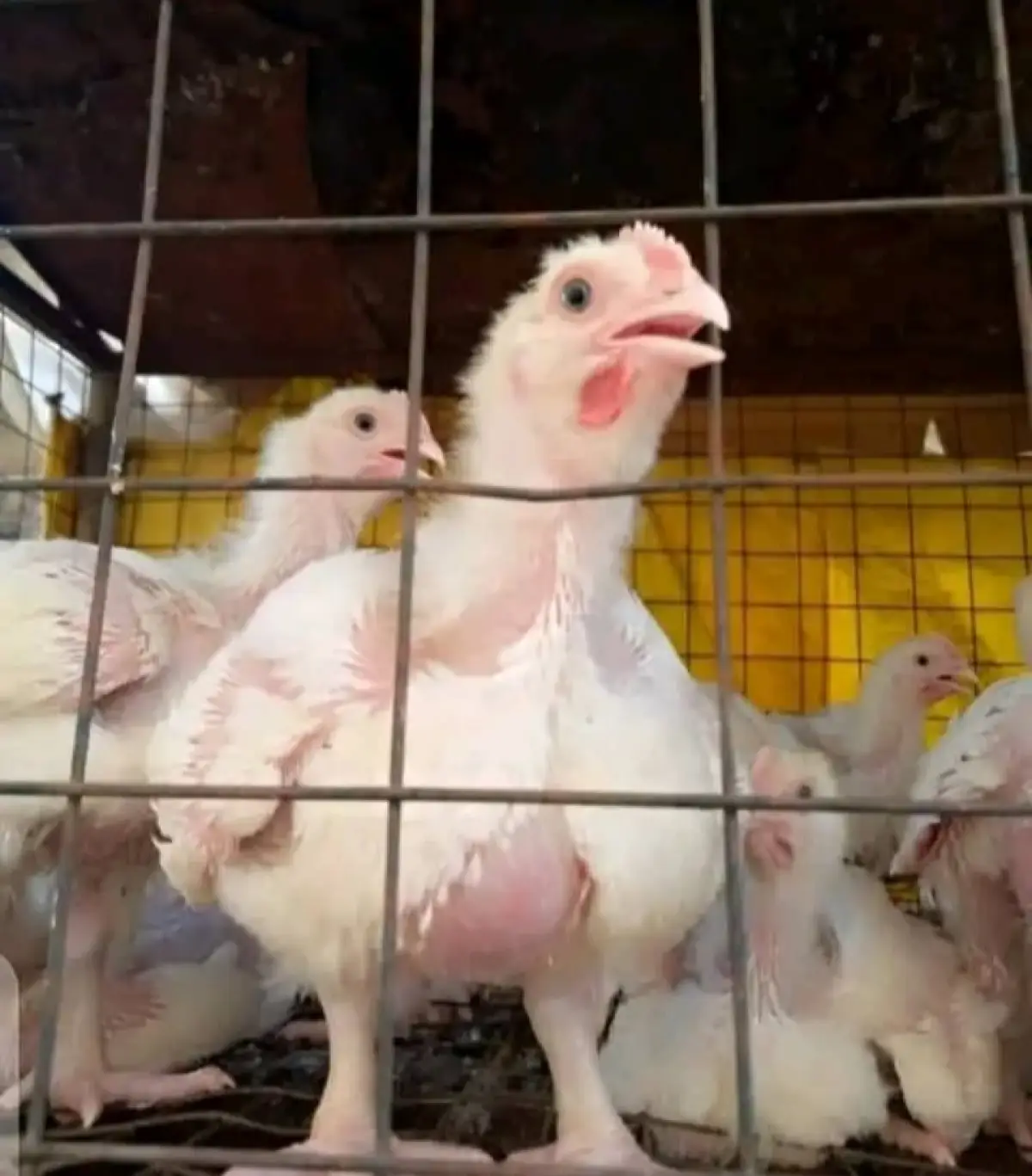 4weeks agritech broiler chicken available - Image 3