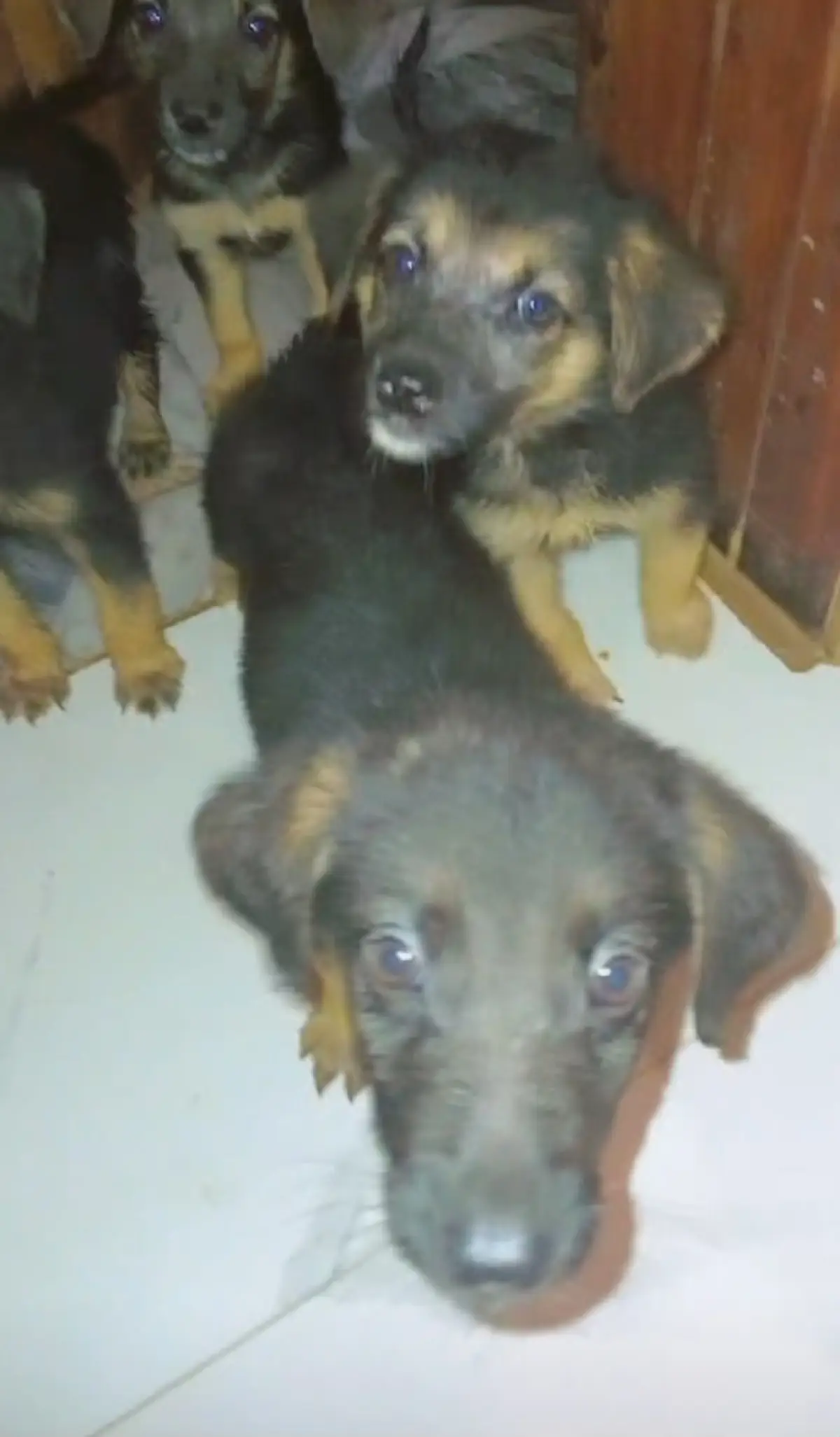 Pure Bred Germanshepherd For Sale - Image 1