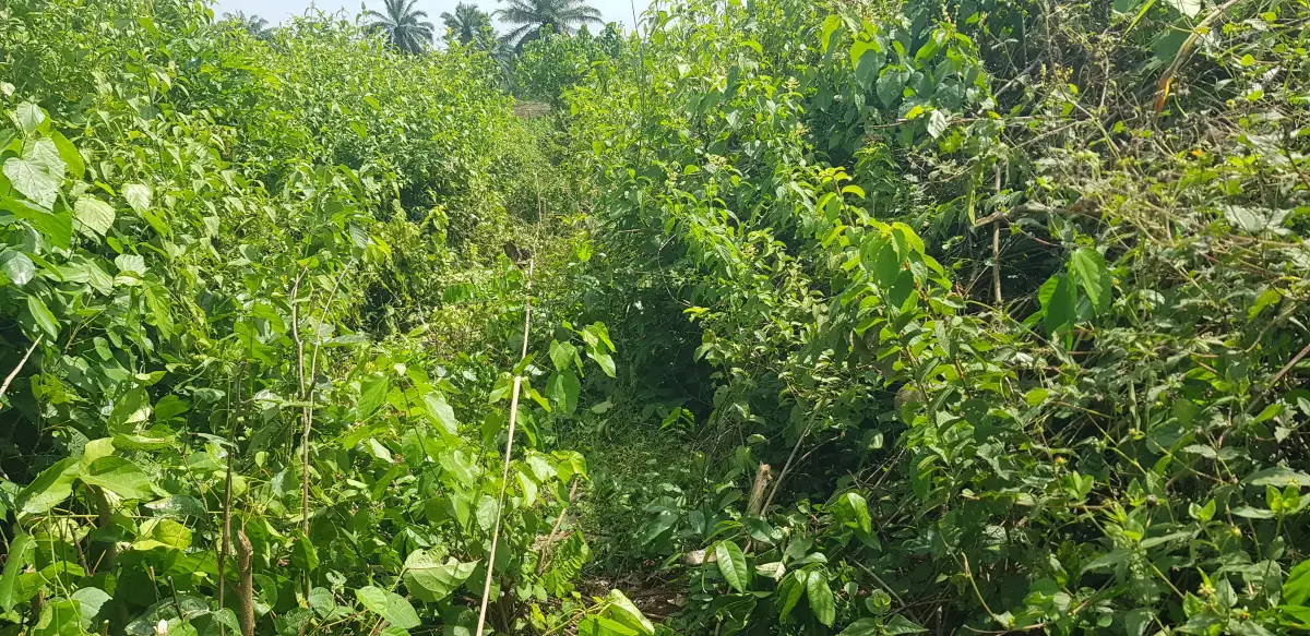 10acres Commercial Land in Siun, 12years Agreement, Access to Tarred Road - Image 3