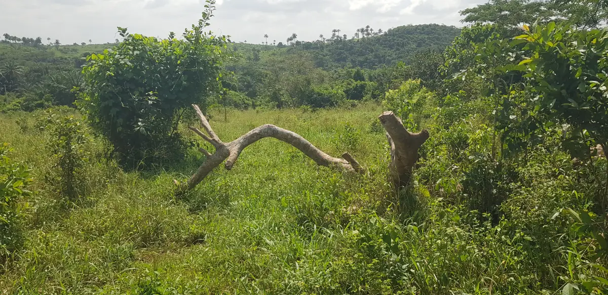 10acres Commercial Land in Siun, 12years Agreement, Access to Tarred Road - Image 6