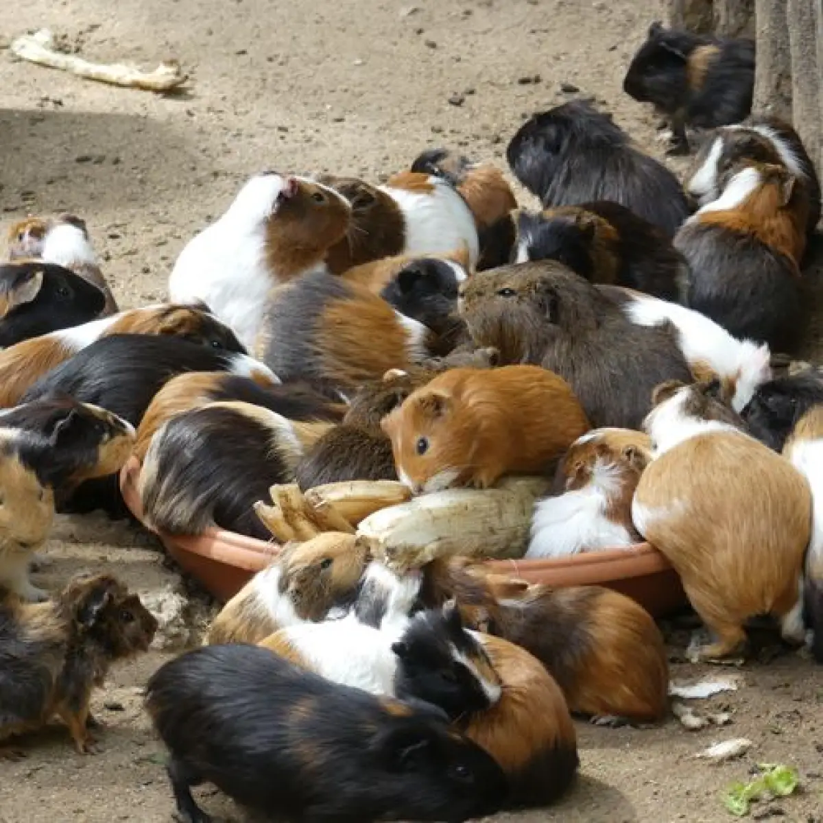 American Guinea pigs - Image 1