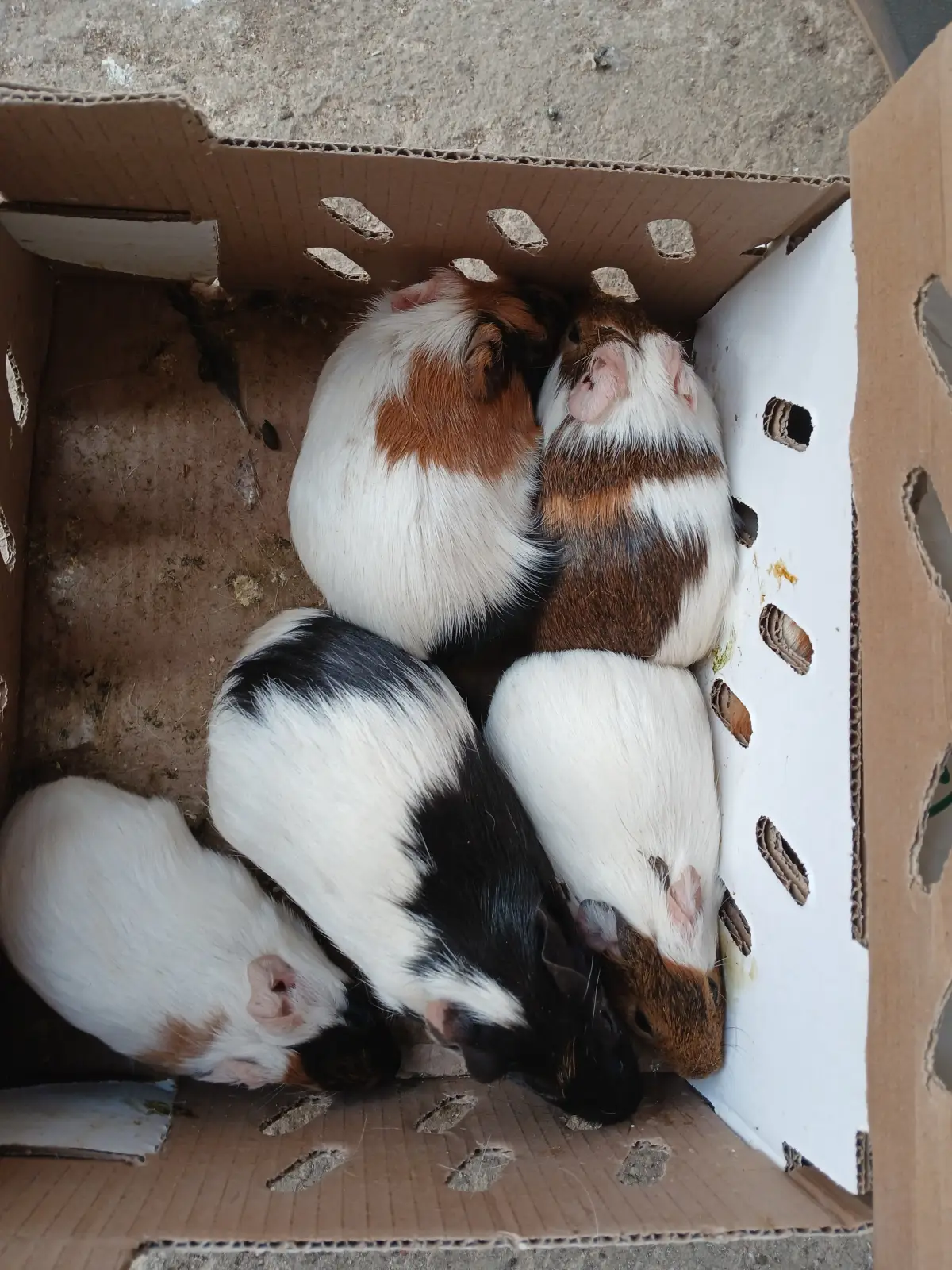 American Guinea pigs - Image 3
