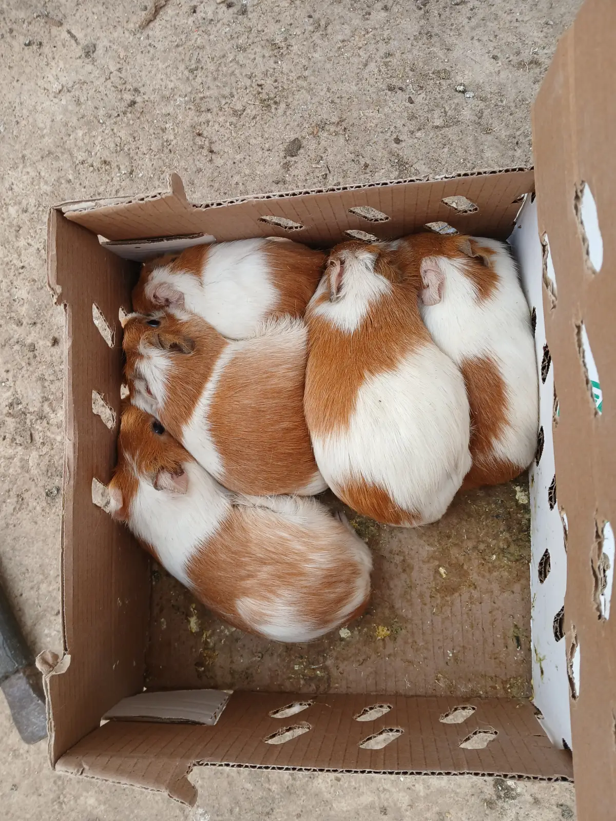 American Guinea pigs - Image 5