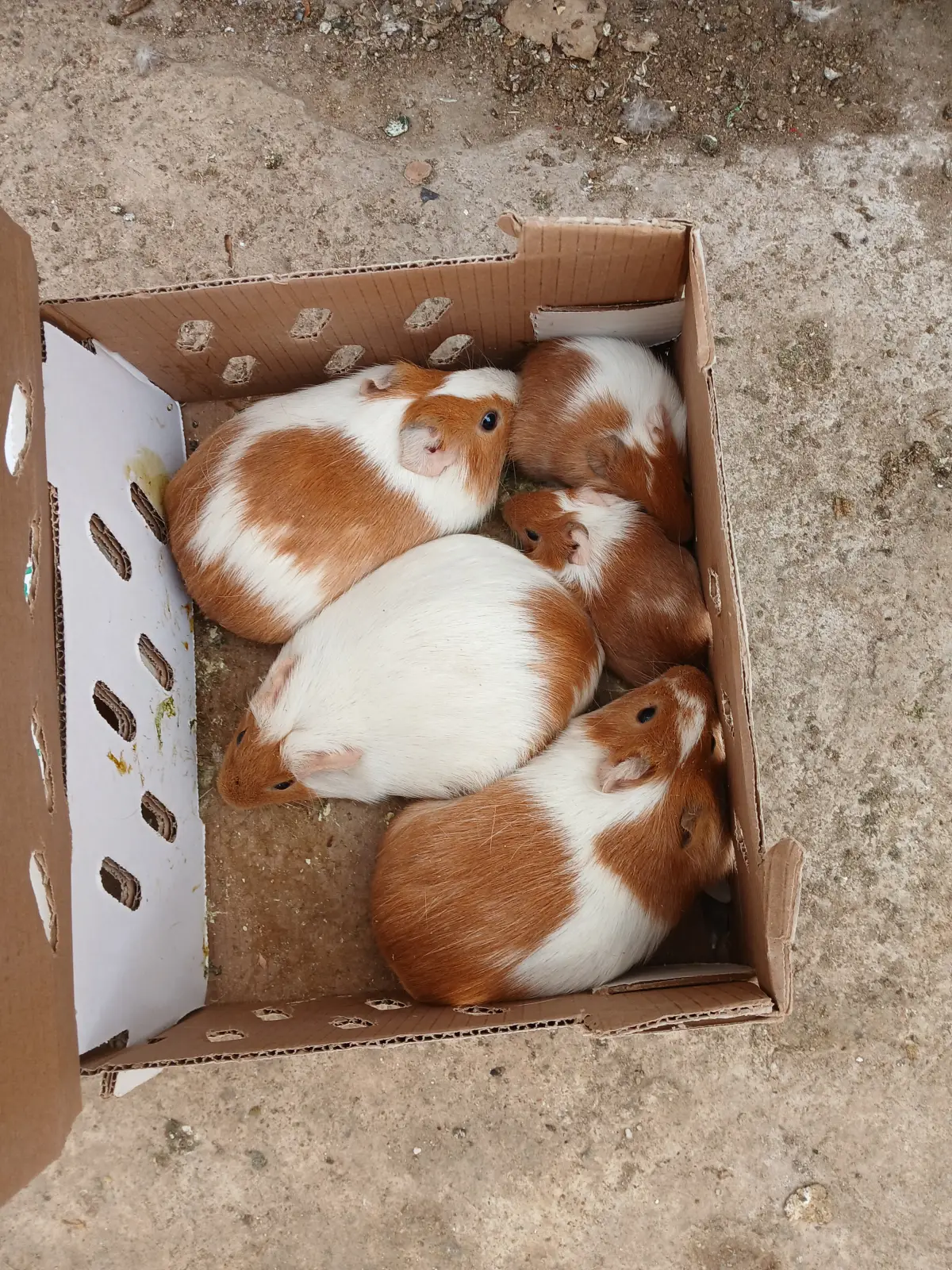 American Guinea pigs - Image 6