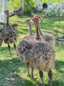 Ostrich birds