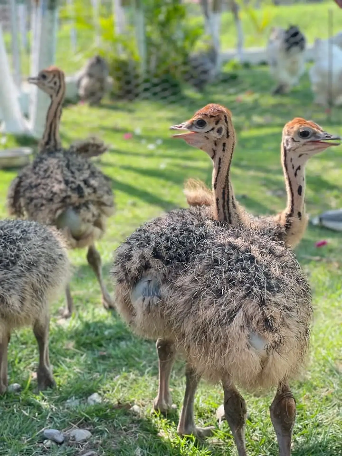 Ostrich birds - Image 2