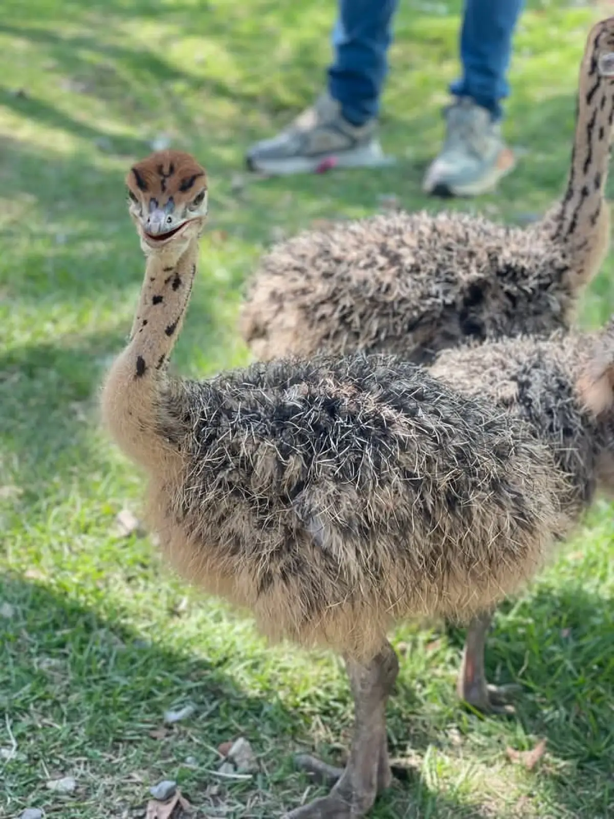 Ostrich birds - Image 3