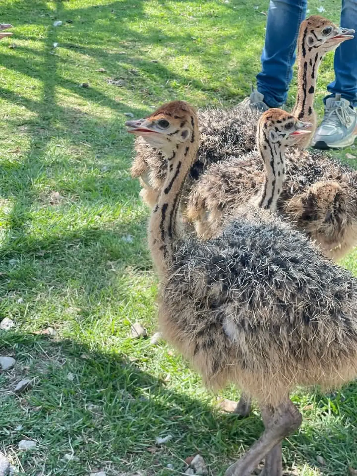 Ostrich birds - Image 4