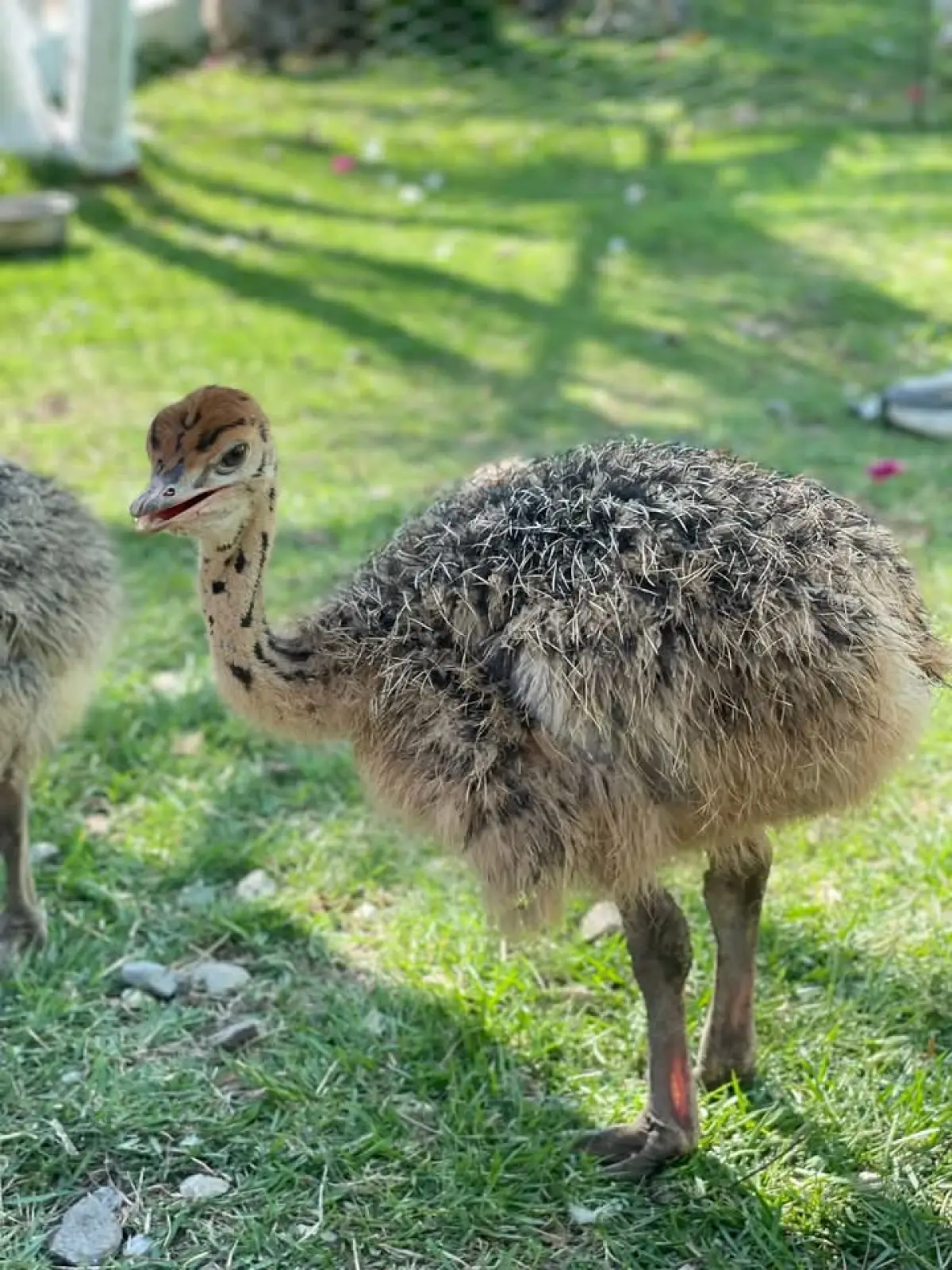 Ostrich birds - Image 5