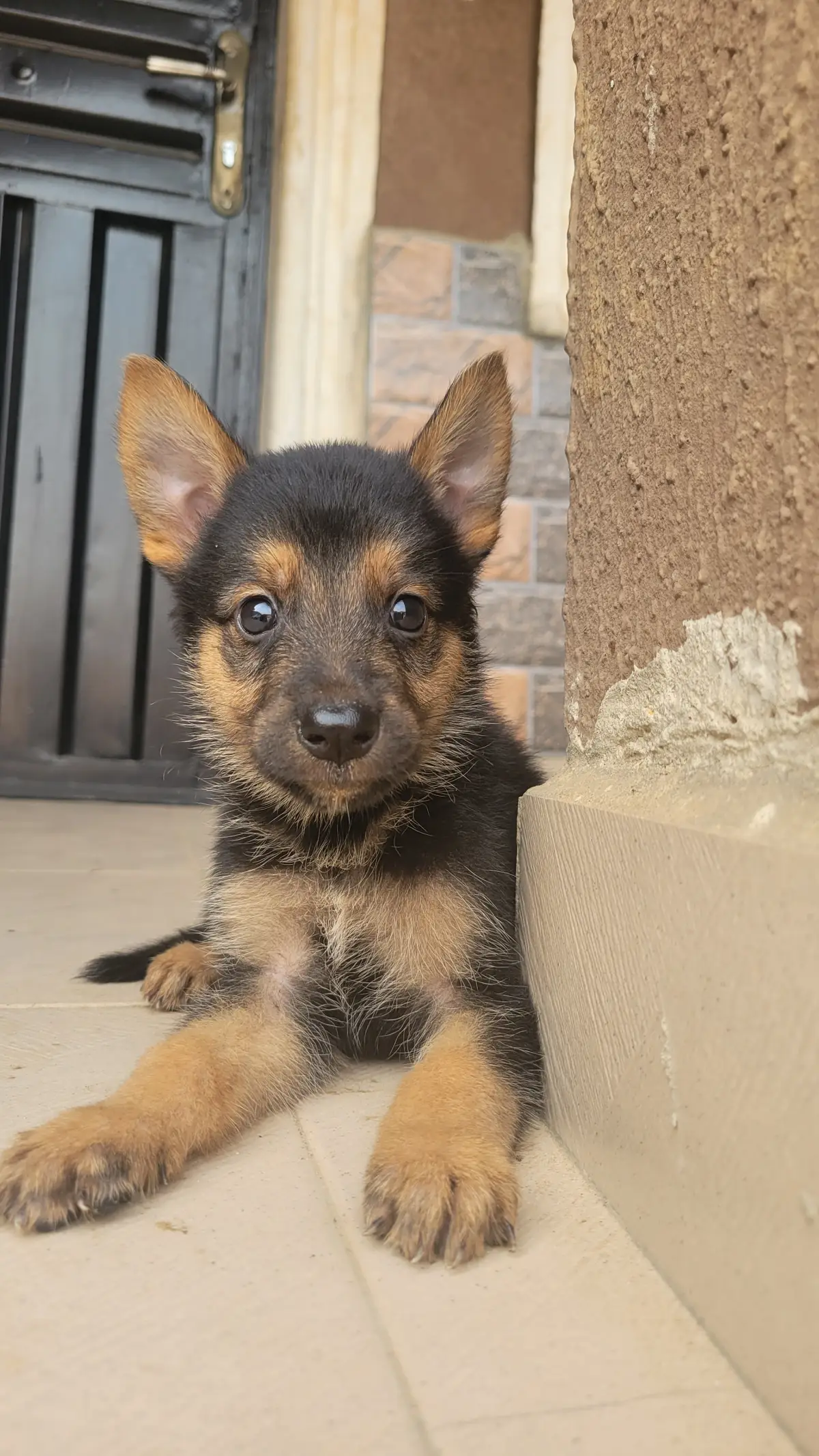 Male and female purebred German shepherd puppy - Image 1