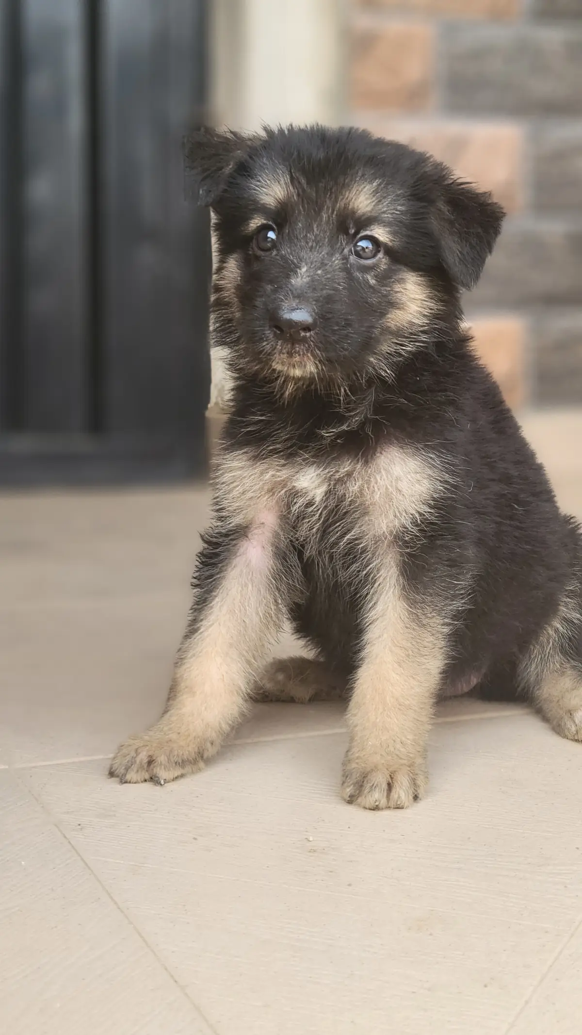Male and female purebred German shepherd puppy - Image 3