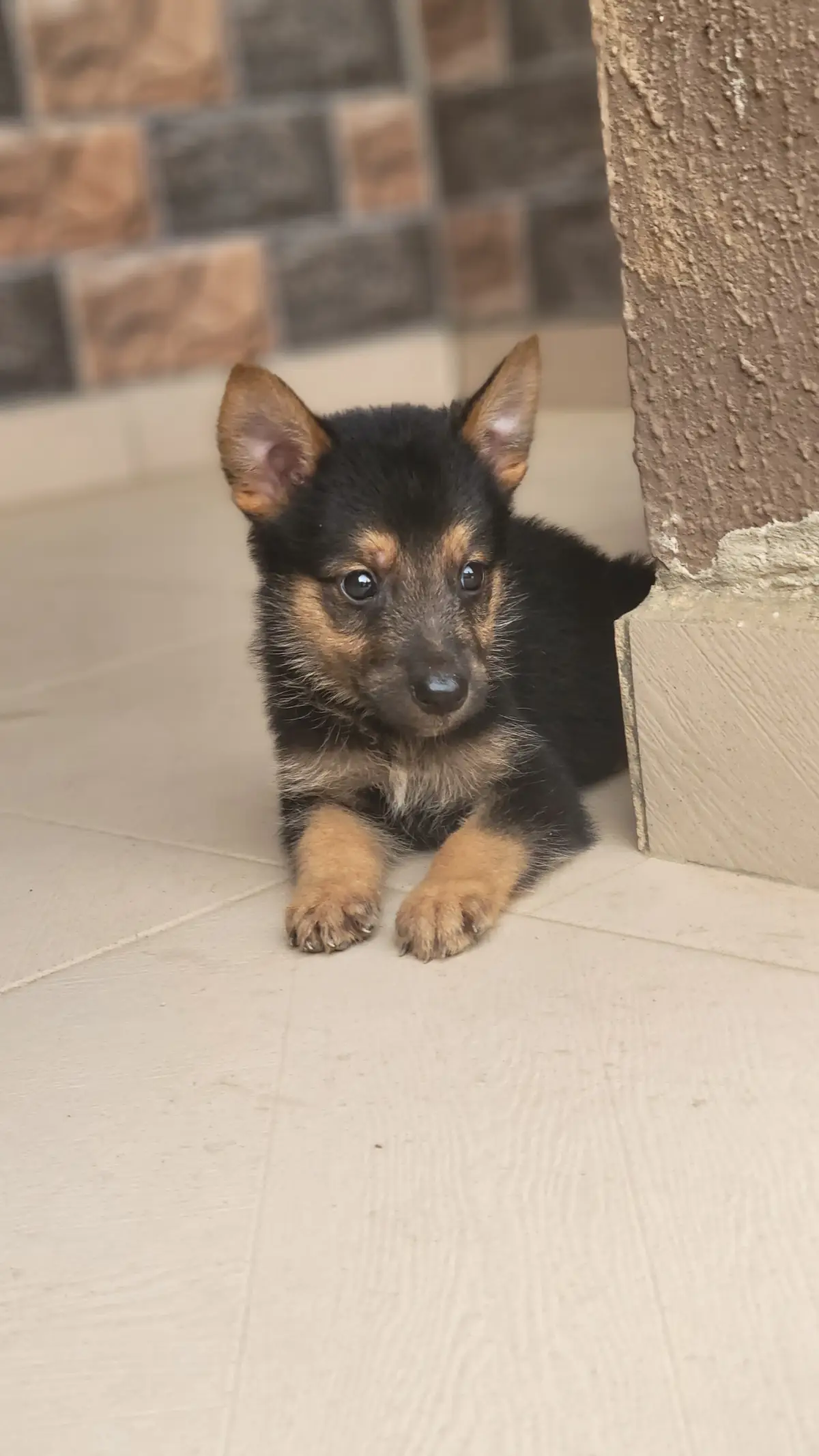 Male and female purebred German shepherd puppy - Image 4