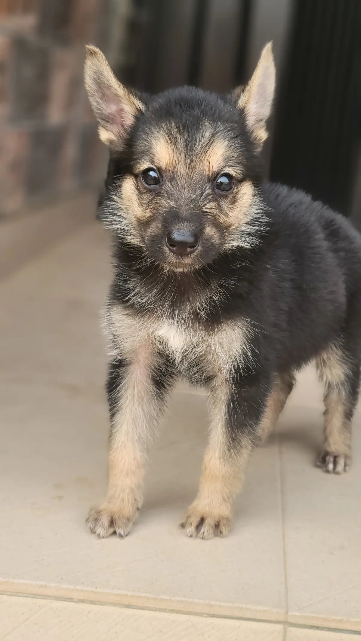 Male and female purebred German shepherd puppy - Image 6