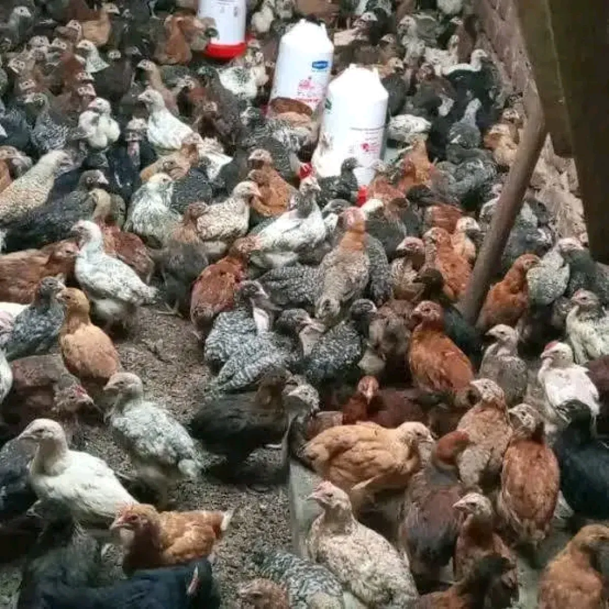 Noiler chicken is available for sale - Image 2