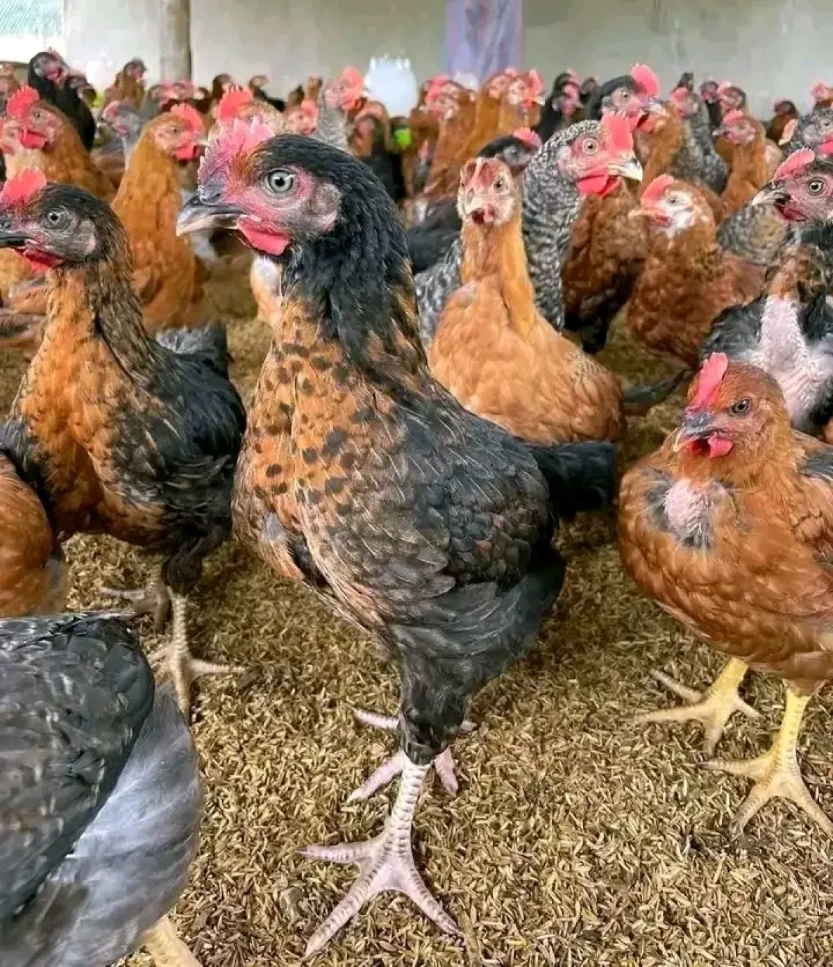 Noiler chicken is available for sale - Image 3