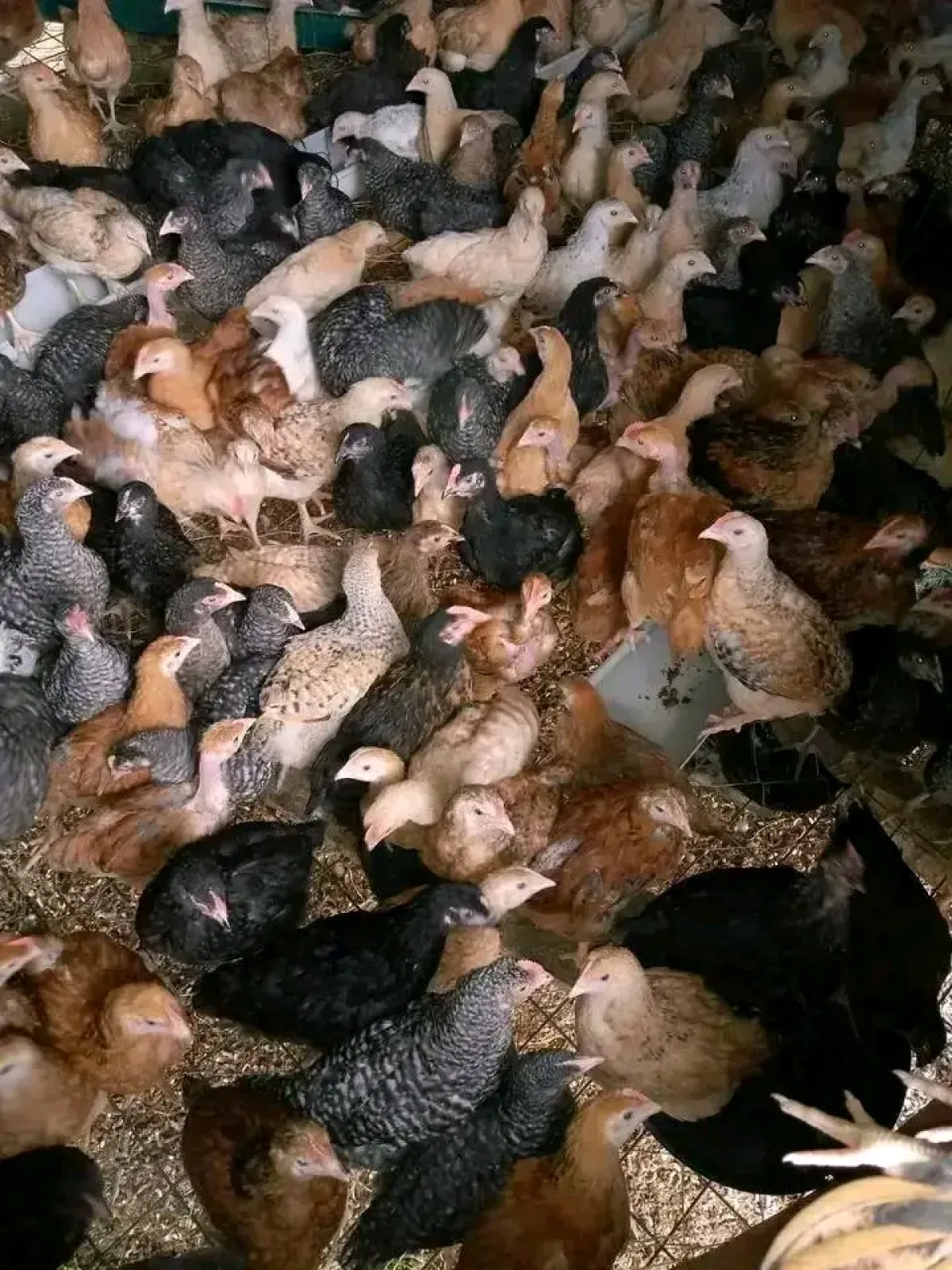 Noiler chicken is available for sale - Image 4