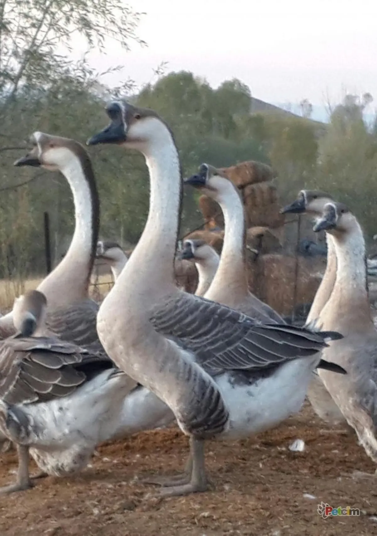 Geese birds - Image 2