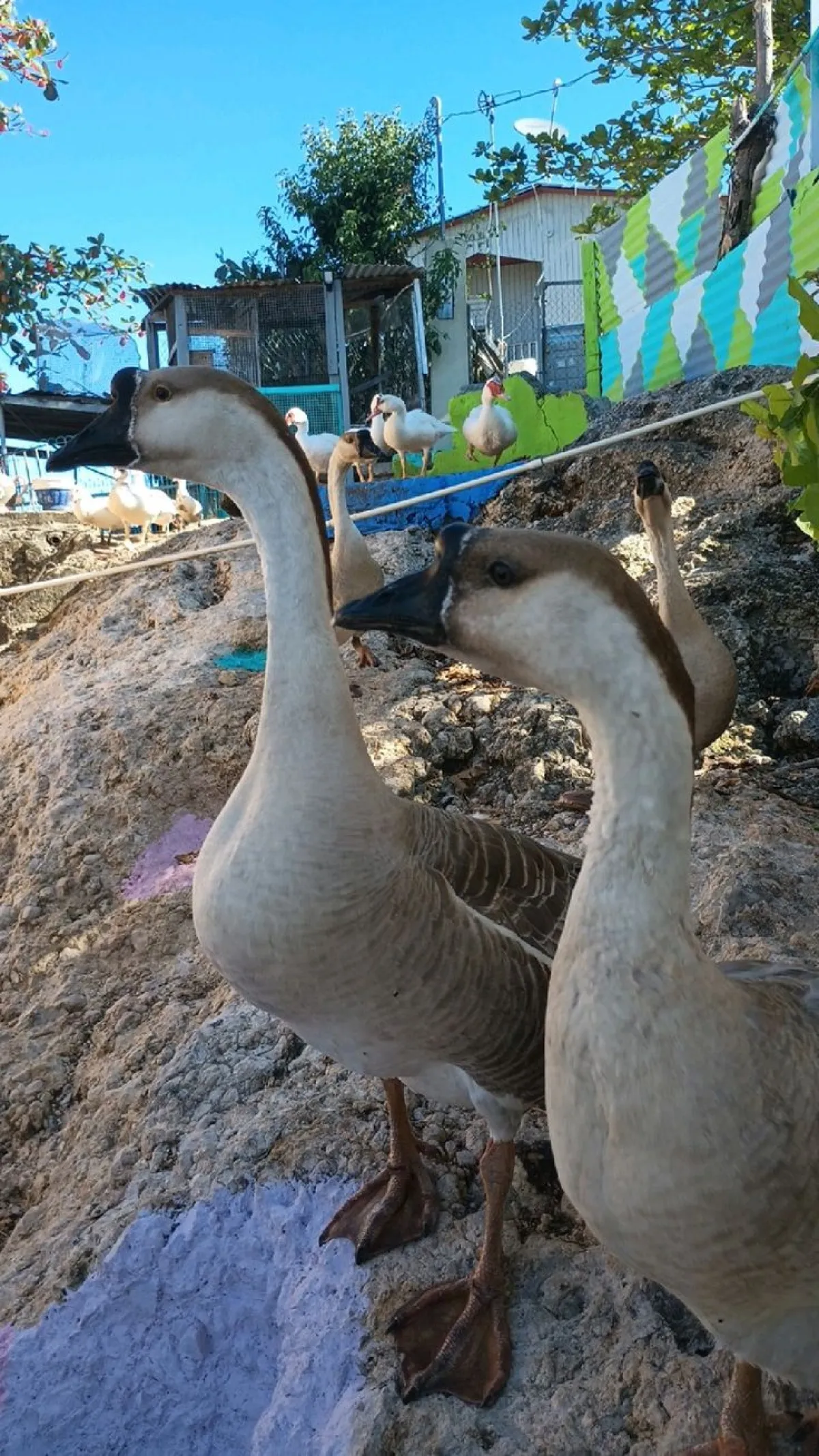 Geese birds - Image 3