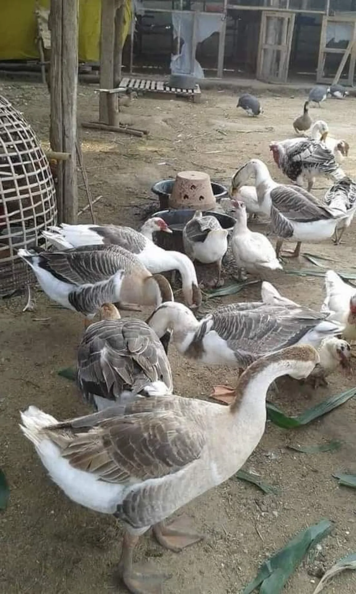 Geese birds - Image 4