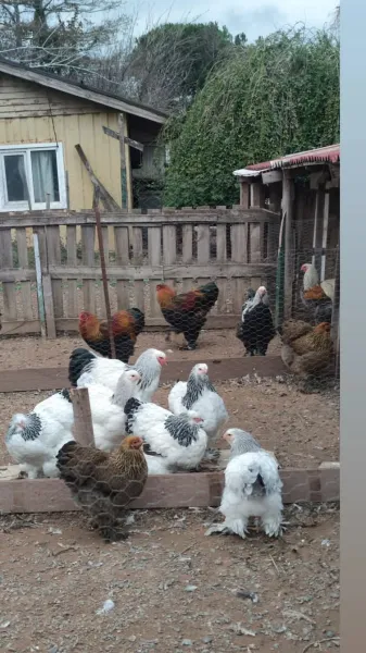 Brahma chickens