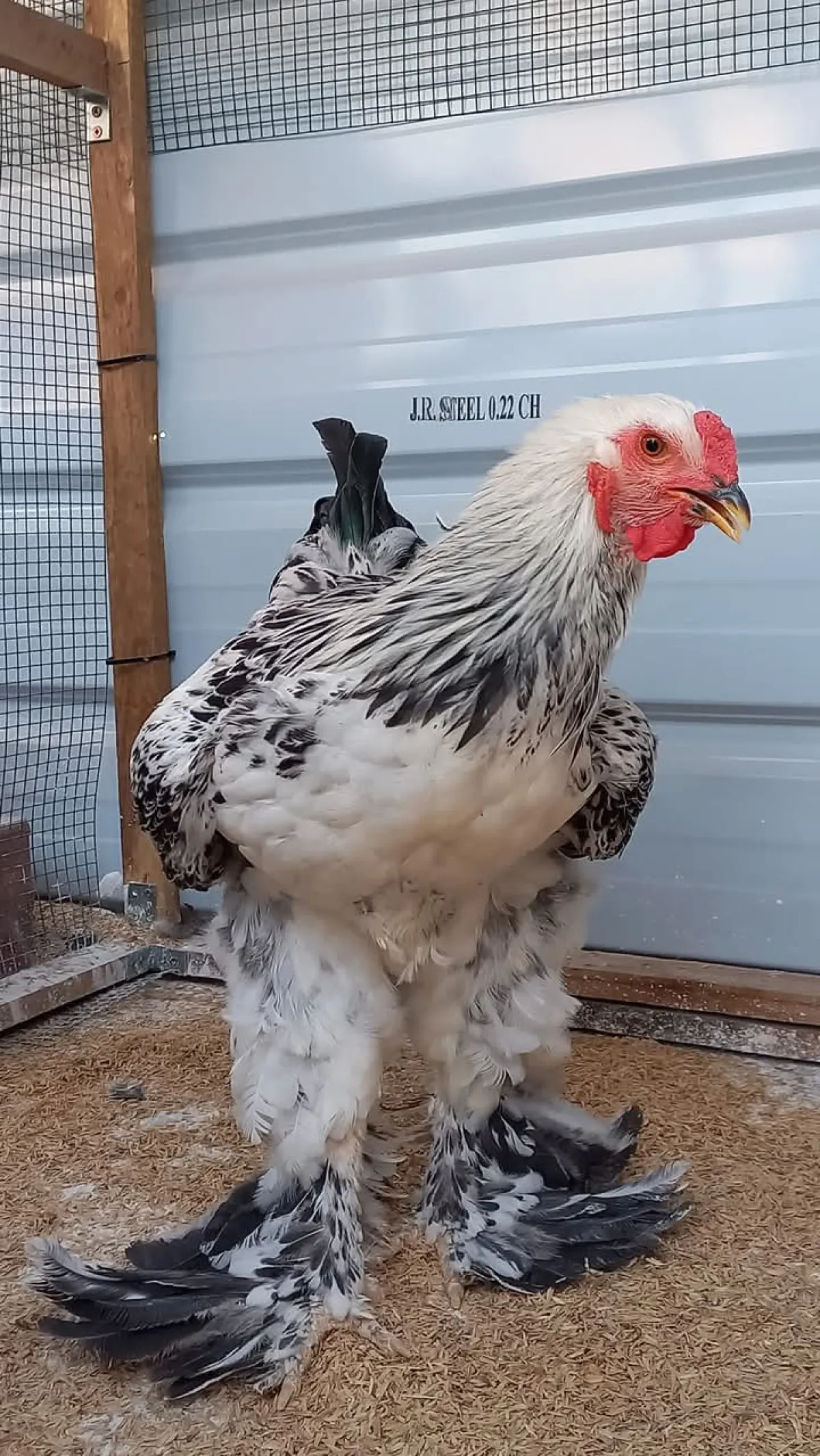 Brahma chickens - Image 2