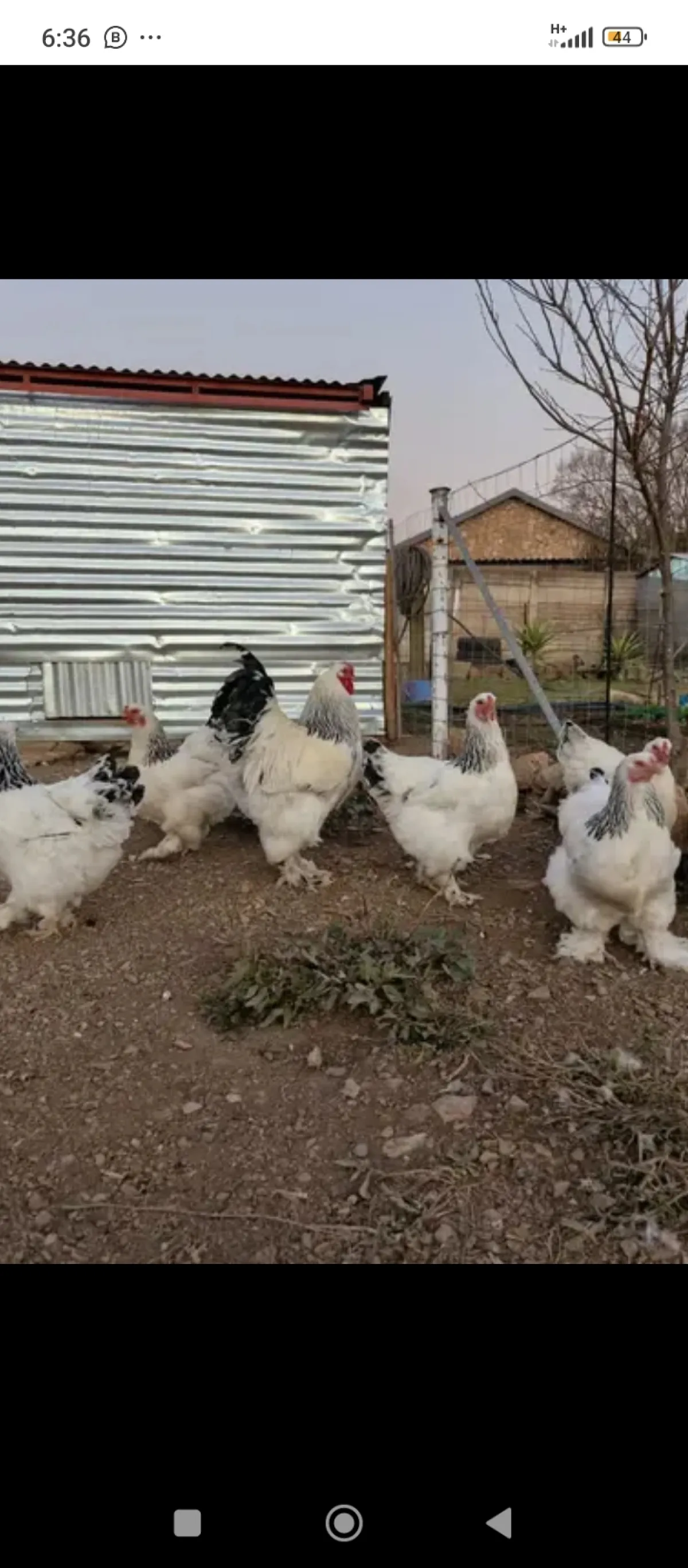 Brahma chickens - Image 3