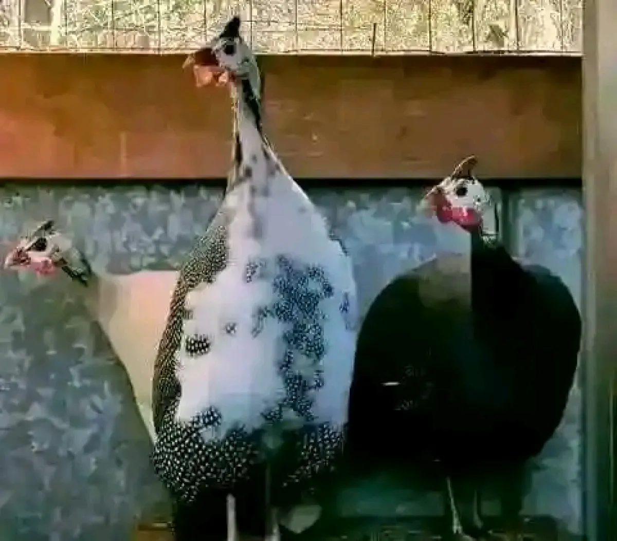 Guinea fowl is available for sale - Image 1