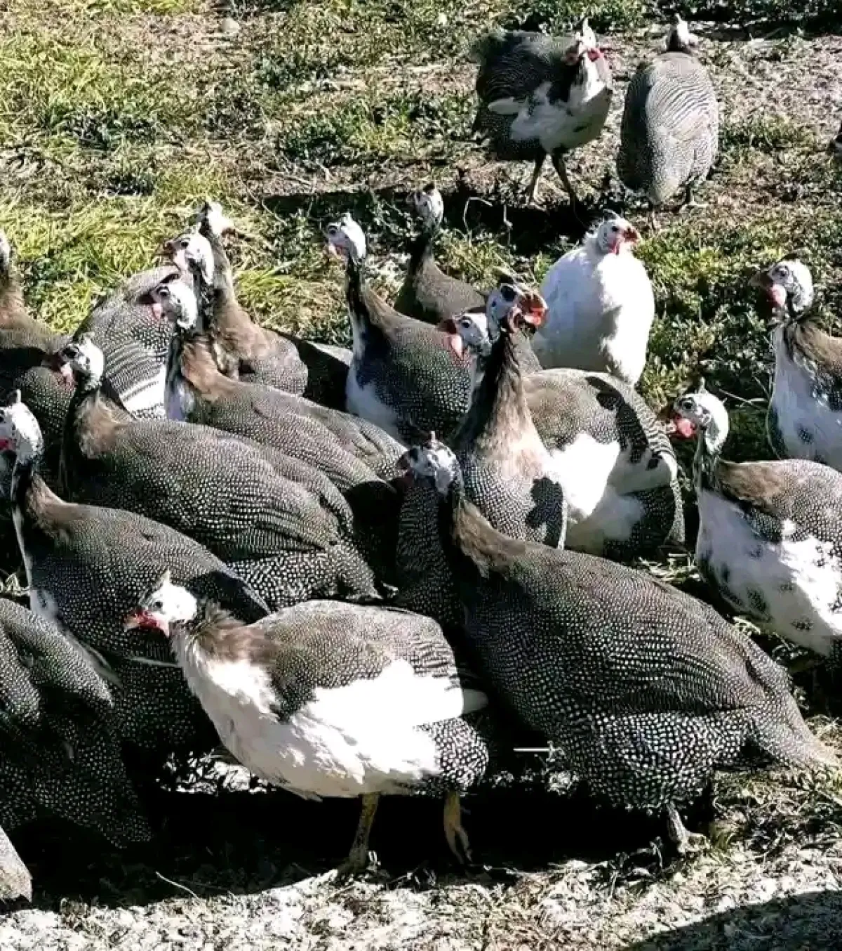 Guinea fowl is available for sale - Image 2