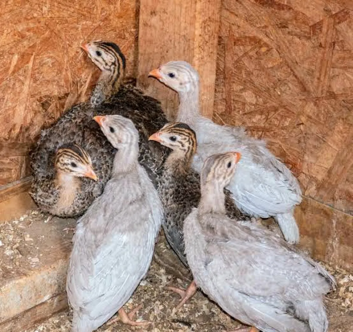 Guinea fowl is available for sale - Image 3