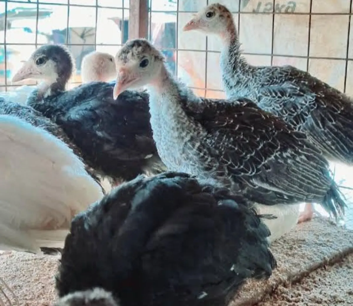 Peacock bird is available for sale - Image 1