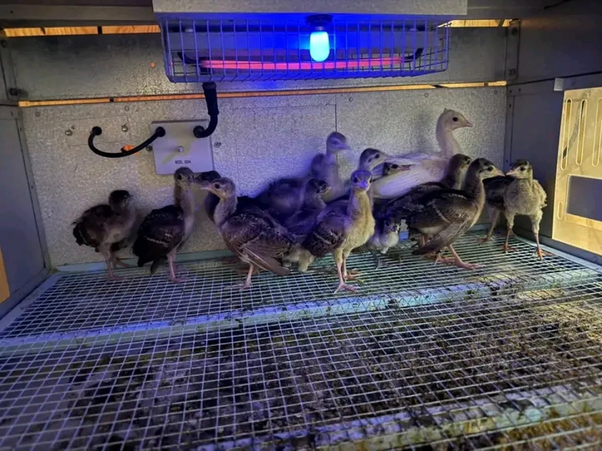 Peacock bird is available for sale - Image 2