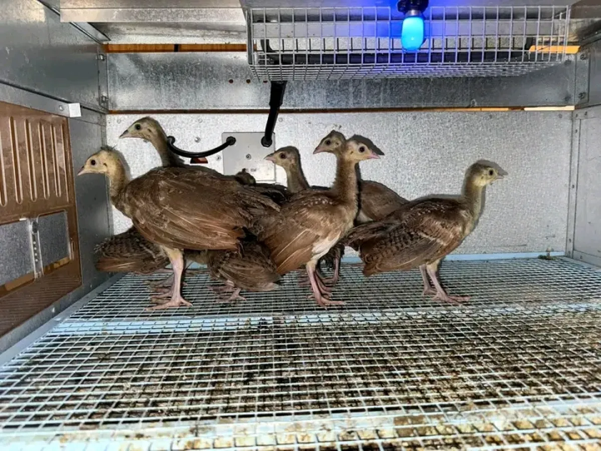 Peacock bird is available for sale - Image 3