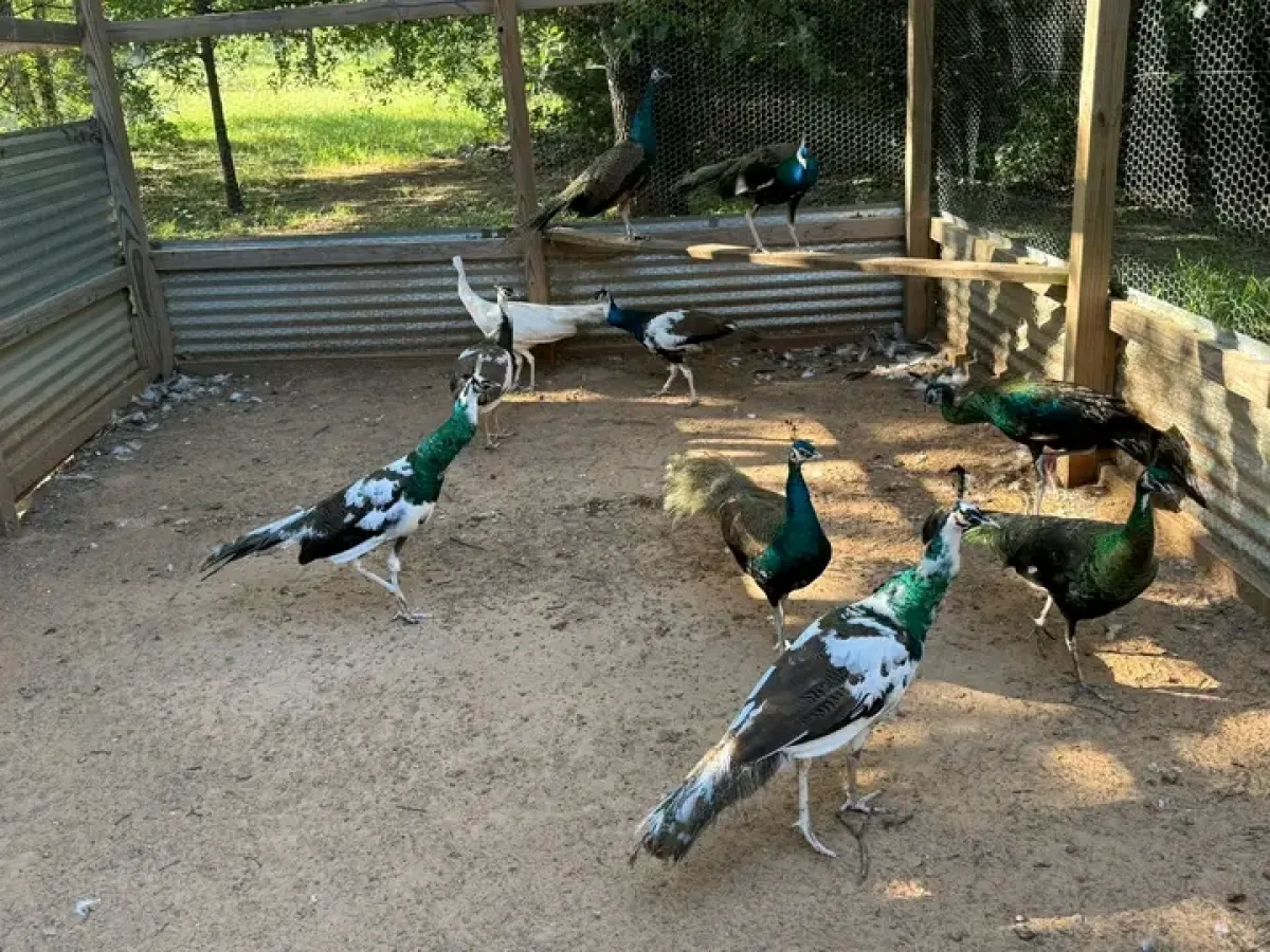 Peacock bird is available for sale - Image 4