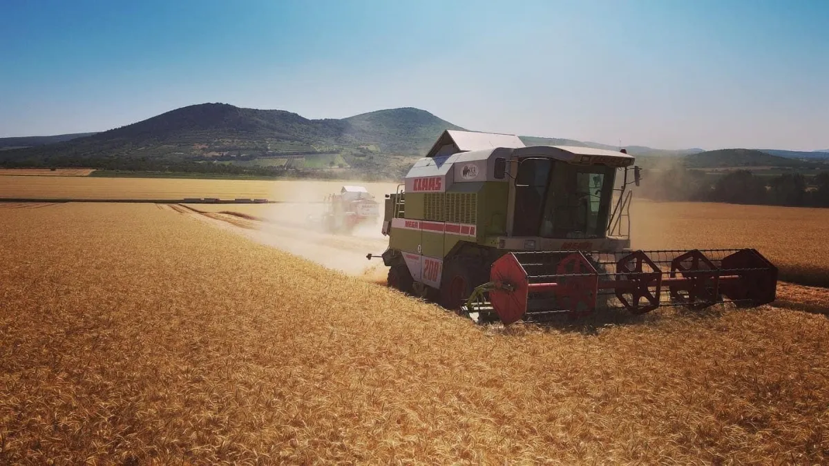 wheat for sale - Image 2