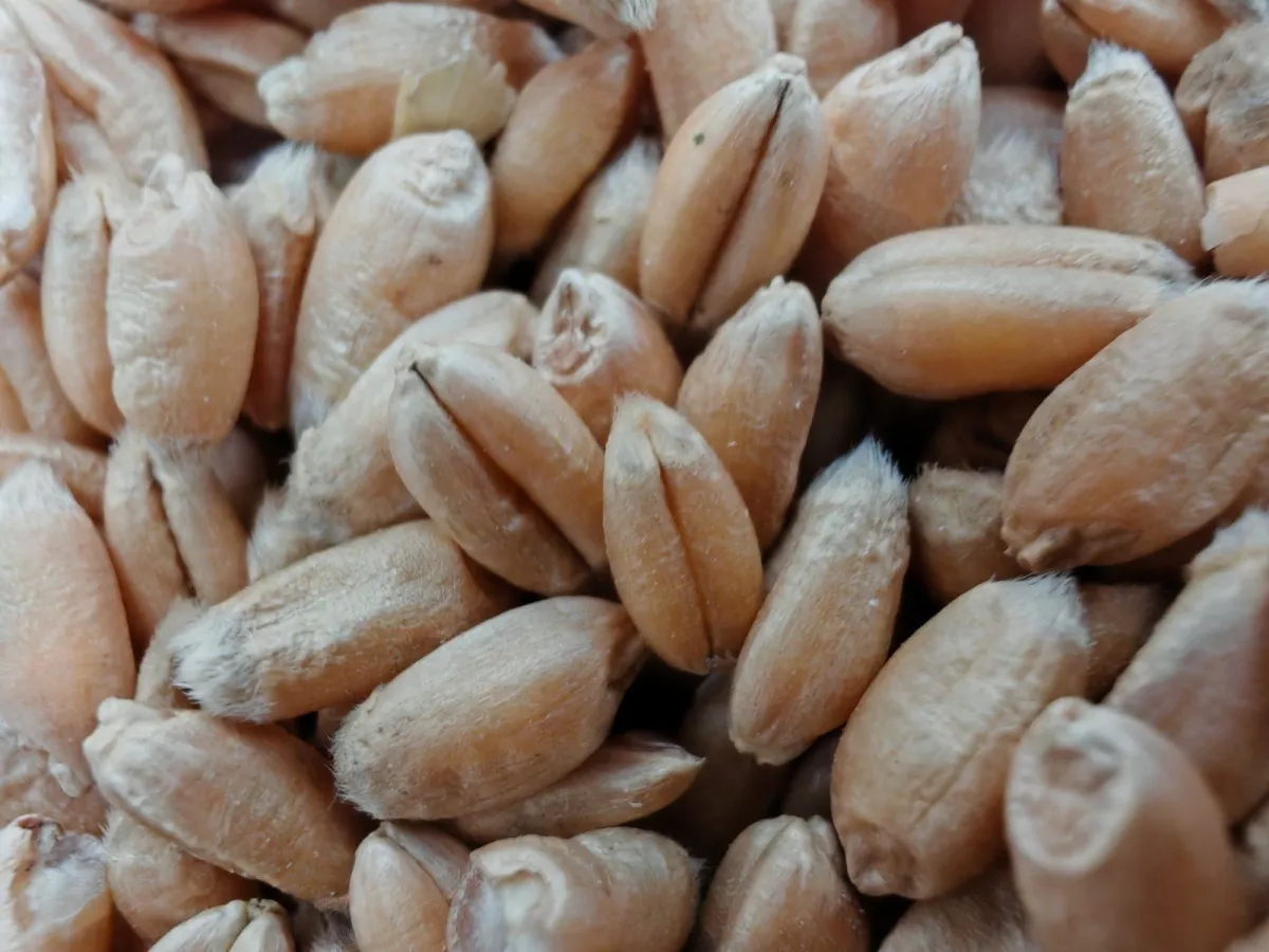 wheat for sale - Image 3