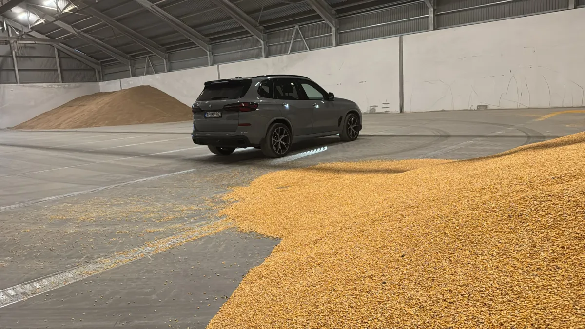 yellow corn for sale - Image 1