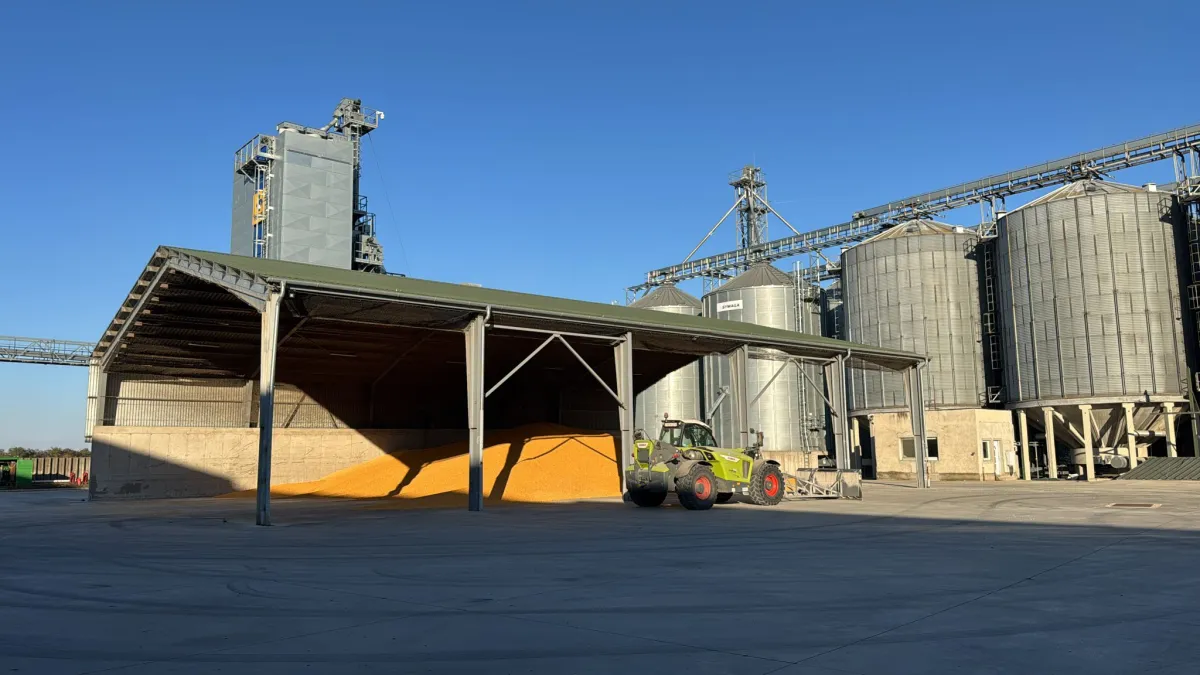 yellow corn for sale - Image 2