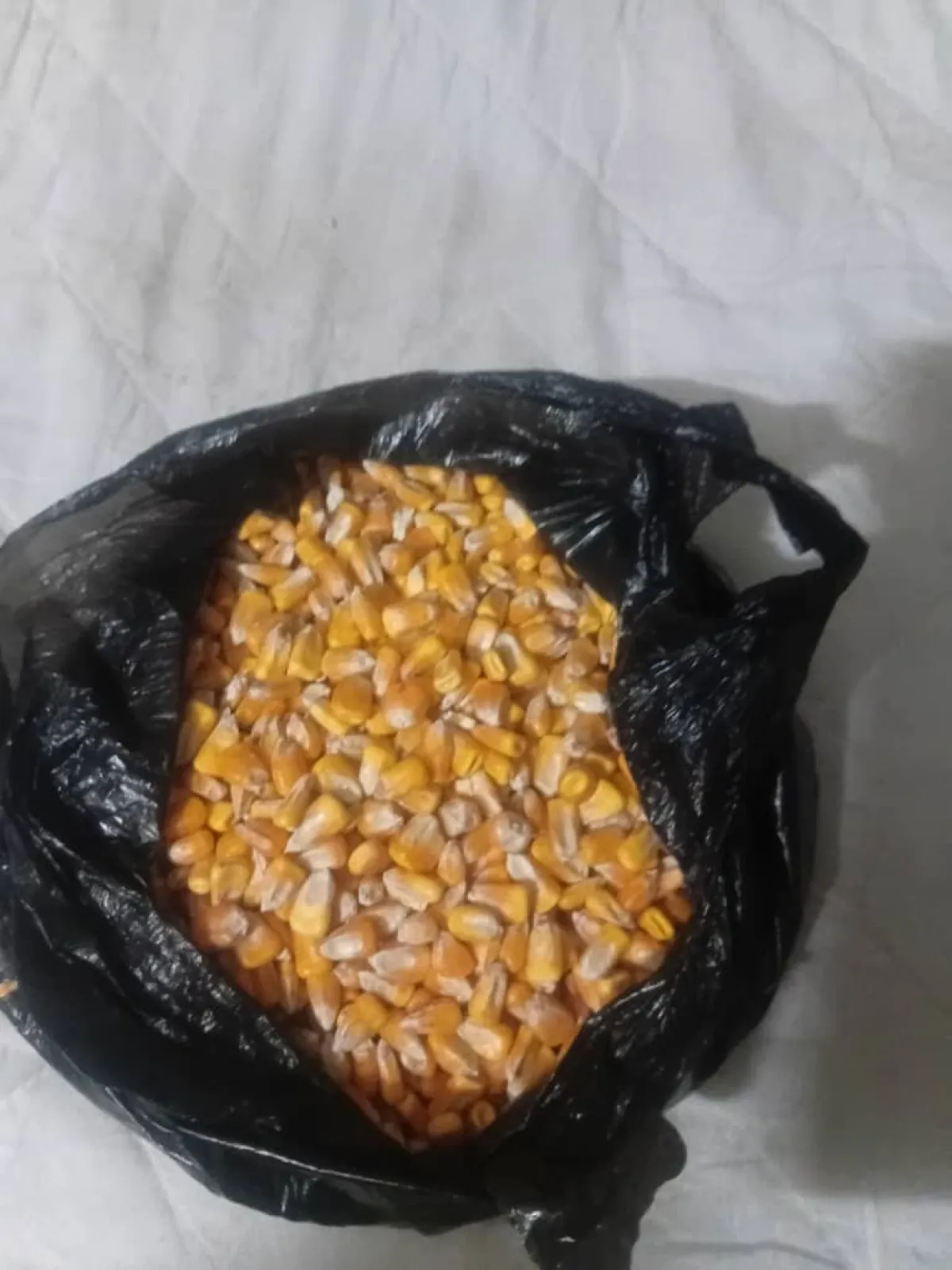 yellow corn for sale - Image 4