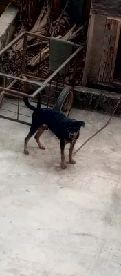 Rottweiler Dog