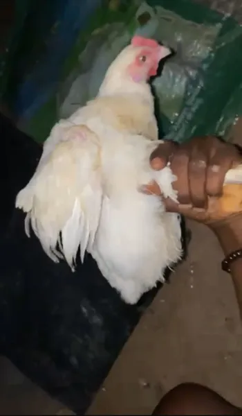 7Week Broilers Chicken.